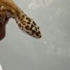 Patty Stripe het Tremper - Betina - B250354 - OVULASI SIAP KAWIN