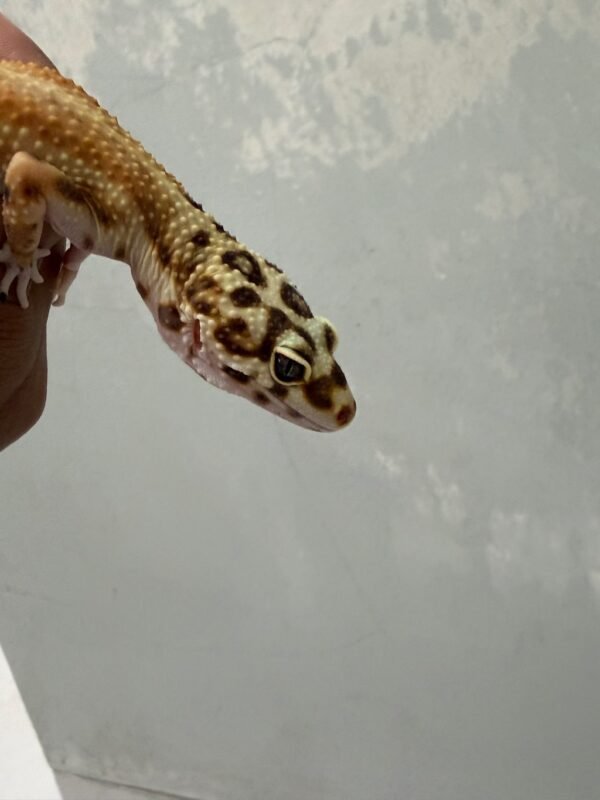 Patty Stripe het Tremper - Betina - B250354 - OVULASI SIAP KAWIN