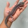 IMG_1254 jual gecko pied black night betina