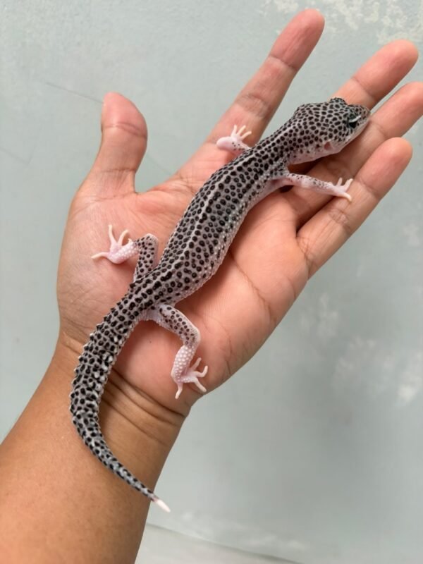 IMG_1254 jual gecko pied black night betina