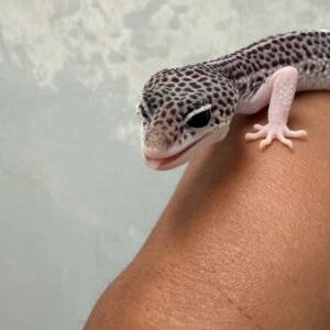 IMG_1255 jual gecko senyum mata belo