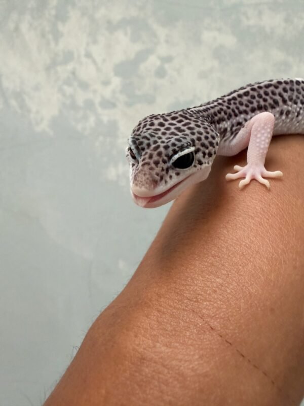 IMG_1255 jual gecko senyum mata belo