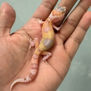 IMG_1260 jual gecko white & yellow raptor betina baby