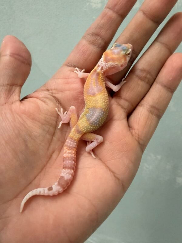 IMG_1260 jual gecko white & yellow raptor betina baby