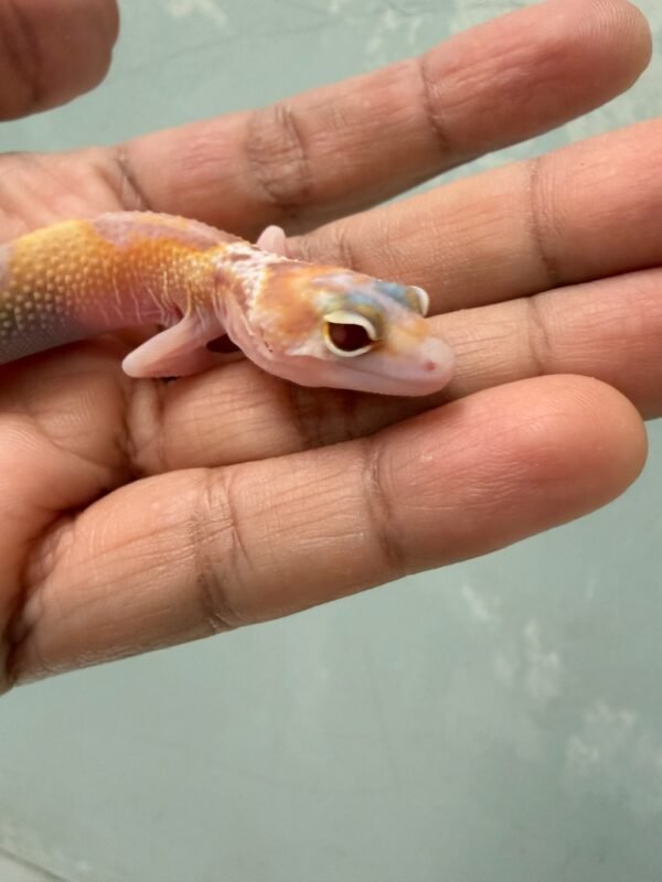 IMG_1261 White & Yellow RAPTOR - Betina - R260723