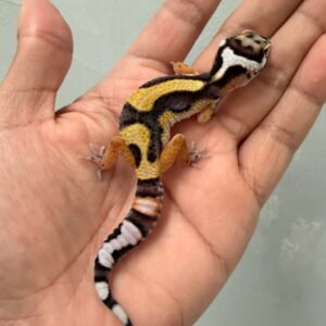 IMG_1266 jual gecko tangerine bold jungle baby big body
