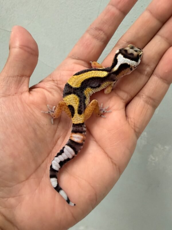 jual gecko tangerine bold jungle baby big body