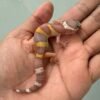 IMG_1273 jual gecko chocolate jantan