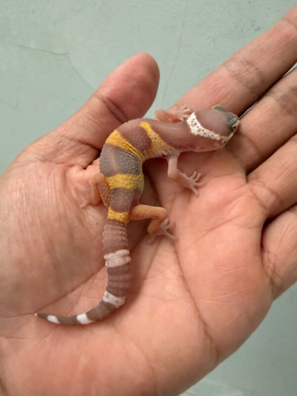 IMG_1273 jual gecko chocolate jantan