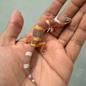 IMG_1276 jual gecko chocolate baby