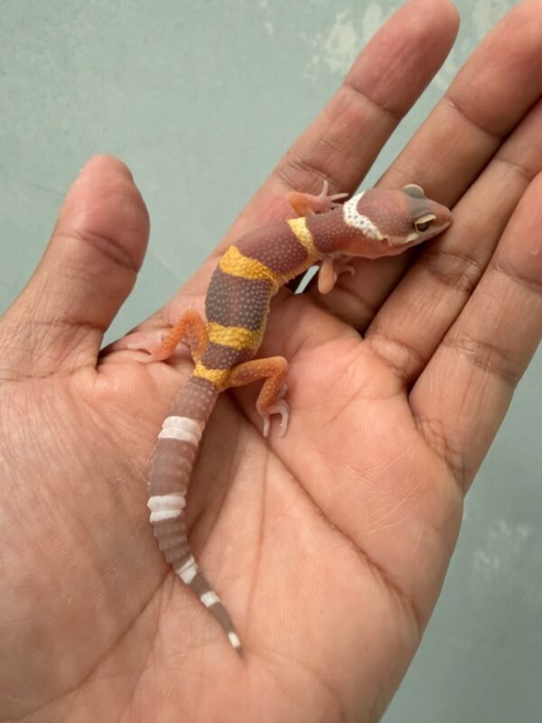IMG_1276 jual gecko chocolate baby