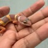 IMG_1277 Chocolate het RAPTOR - incub Betina - R261134