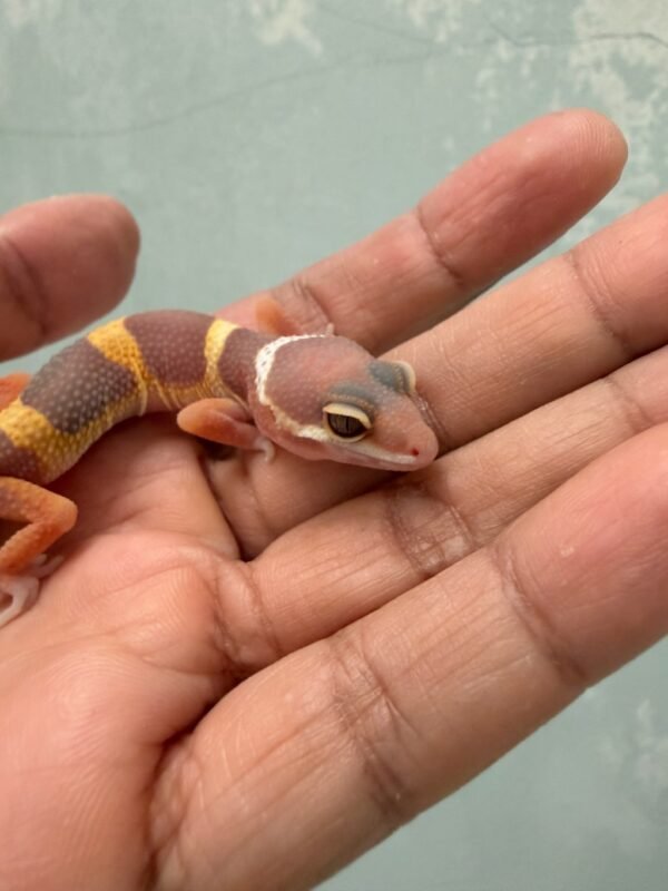 IMG_1277 Chocolate het RAPTOR - incub Betina - R261134