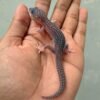jual gecko super snow het blizzard eclipse senyum