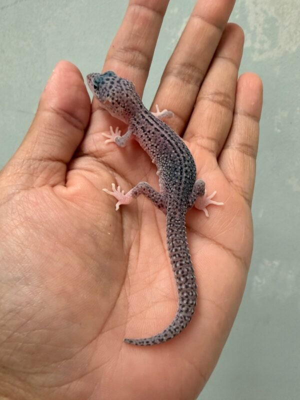 jual gecko super snow het blizzard eclipse senyum