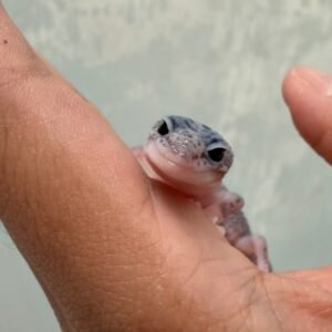 IMG_1281 jual gecko senyum mata hitam belo