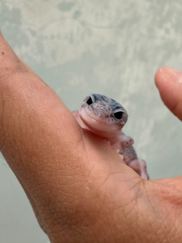 jual gecko senyum mata hitam belo