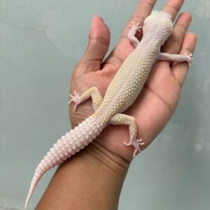 IMG_1297 jual poss snow diablo blanco jantan indukan siap kawin