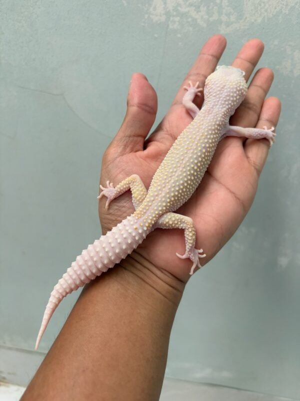 IMG_1297 jual poss snow diablo blanco jantan indukan siap kawin