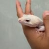 IMG_1298 mata gecko diablo blanco