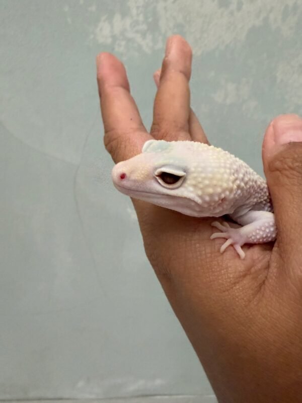 IMG_1298 mata gecko diablo blanco