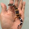 jual gecko tangerine black night het tremper baby murah