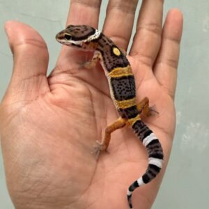 jual gecko tangerine black night het tremper baby murah
