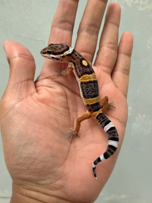 jual gecko tangerine black night het tremper baby murah