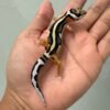jual gecko bold stripe het tremper motif bagus baby murah