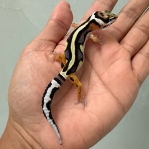 jual gecko bold stripe het tremper motif bagus baby murah