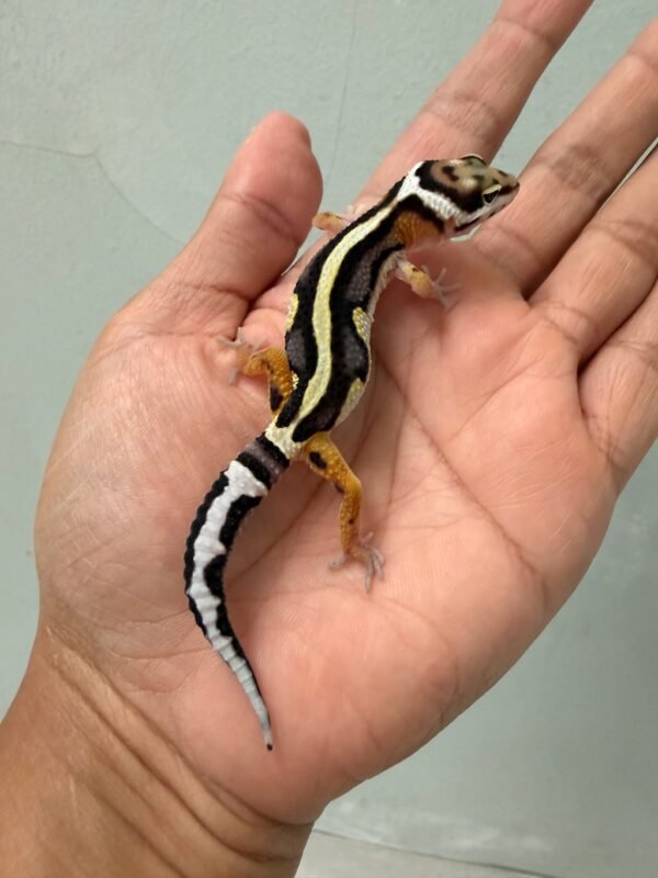 jual gecko bold stripe het tremper motif bagus baby murah