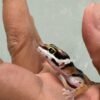 mata gecko bold stripe