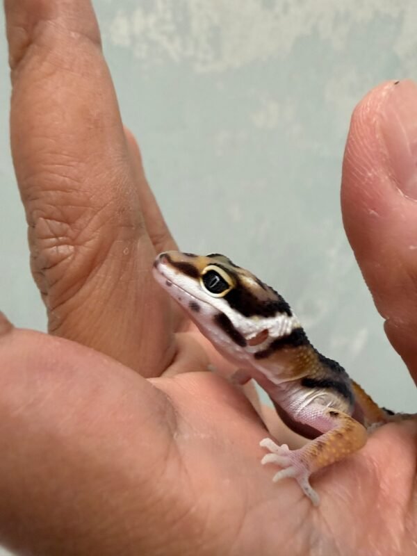 mata gecko bold stripe