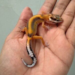 jual gecko baby murah tangerine stripe het tremper