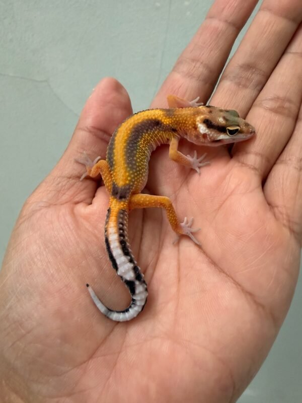 jual gecko baby murah tangerine stripe het tremper