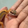 Tangerine Stripe het Tremper - incub Jantan - R261239