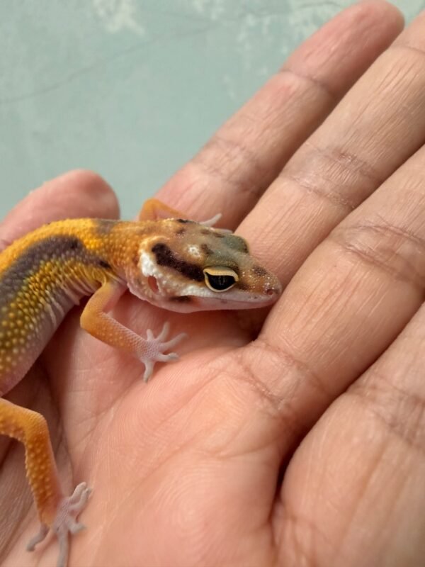 Tangerine Stripe het Tremper - incub Jantan - R261239