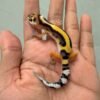 jual gecko tangerine bold stripe incub betina murah