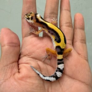 jual gecko tangerine bold stripe incub betina murah