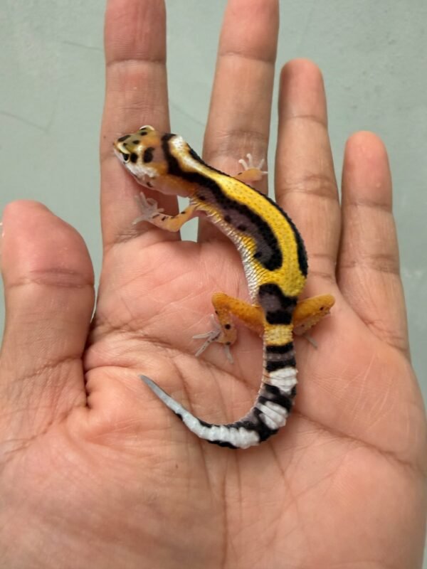 jual gecko tangerine bold stripe incub betina murah