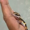 Tangerine Bold Stripe het Tremper - incub Betina - R261190