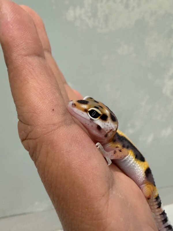 Tangerine Bold Stripe het Tremper - incub Betina - R261190