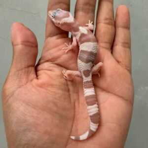IMG_1316 gecko white & yellow mack snow tremper albino baby
