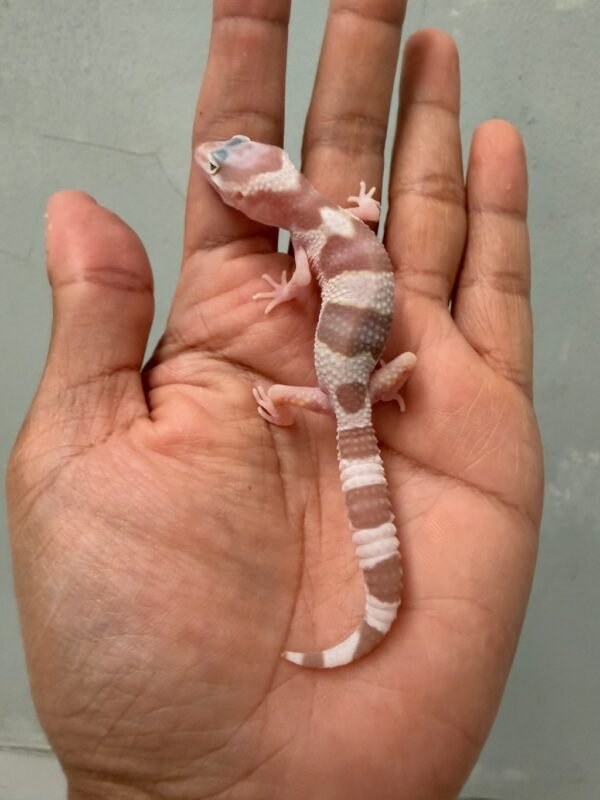 gecko white & yellow mack snow tremper albino baby