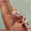 White & Yellow Mack Snow Tremper Albino - incub Betina - R261192