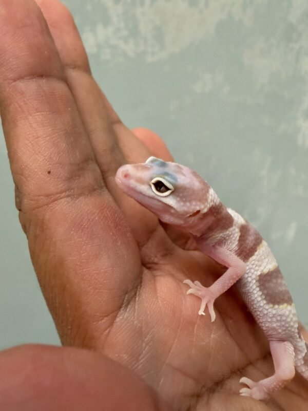 White & Yellow Mack Snow Tremper Albino - incub Betina - R261192