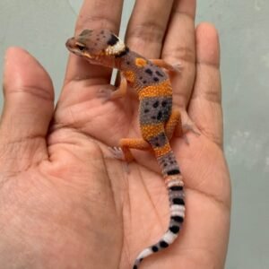 IMG_1325 jual gecko fire emerine cross het tremper incub betina