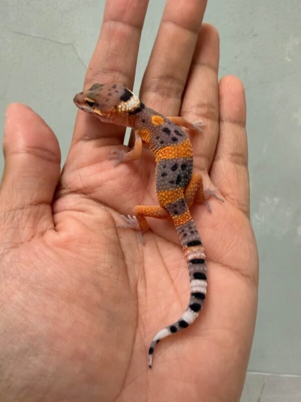 jual gecko fire emerine cross het tremper incub betina