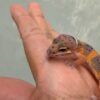 Fire Emerine Cross het Tremper - incub Betina - R261126