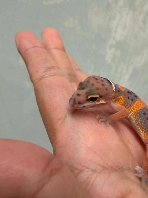 Fire Emerine Cross het Tremper - incub Betina - R261126